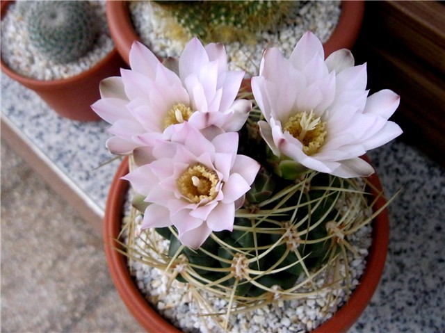 Gymnocalycium ritterianum