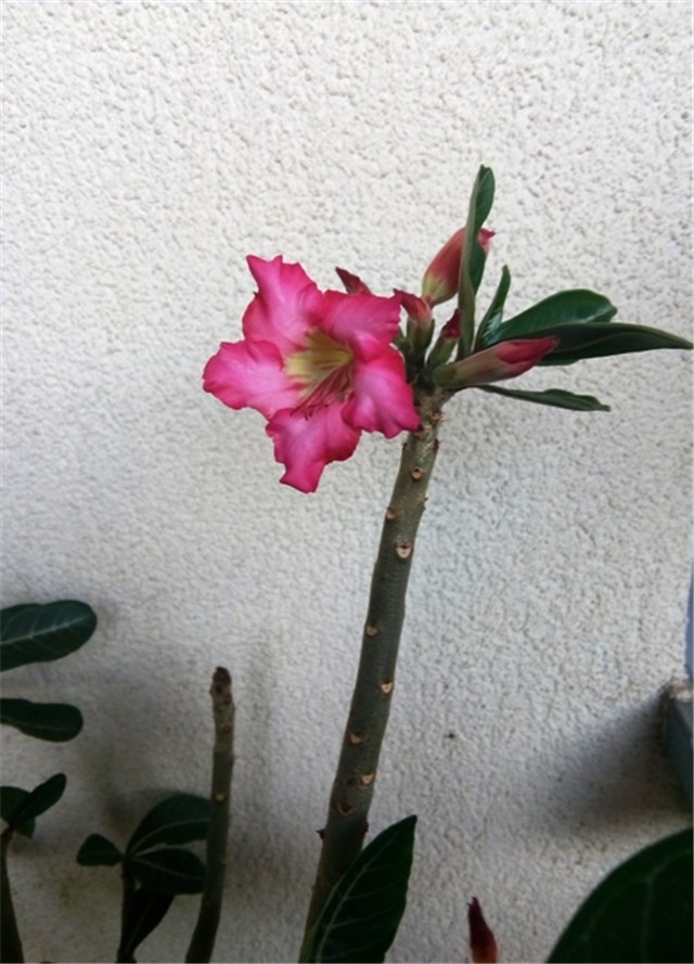 adenium