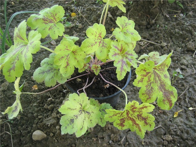 Heuchera