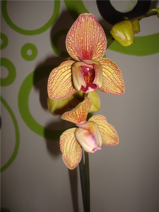 Phalaeonopsis