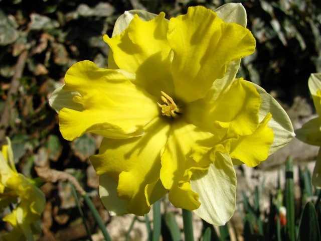 Narcissus 