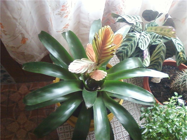 vriesea christiana