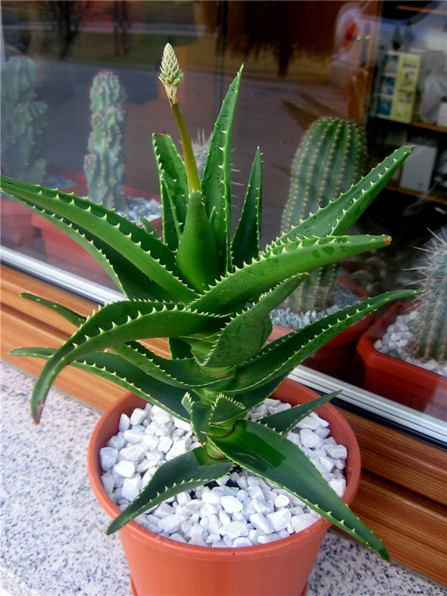 Aloe ciliaris