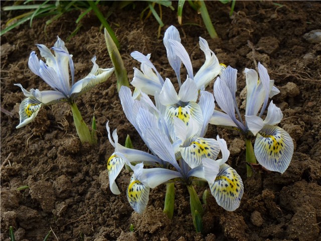 hodgkinov iris