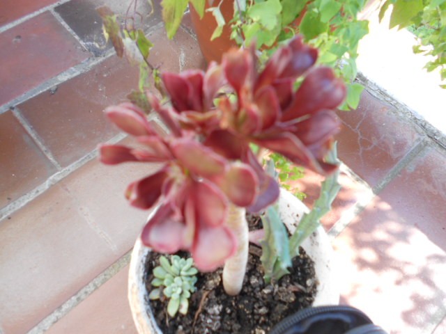 aeonium crni