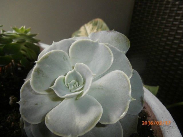 echeveria