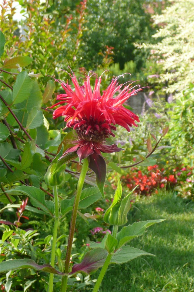 monarda