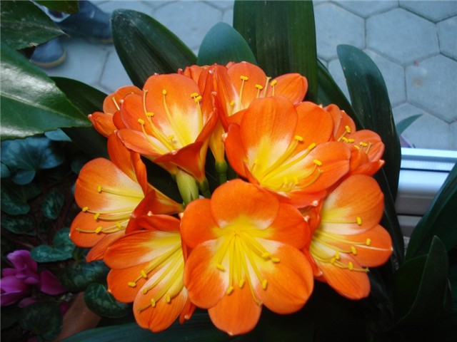 clivia