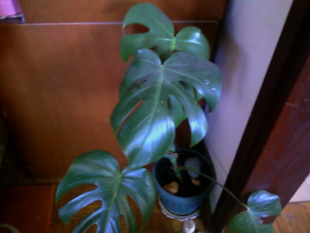 filadendron