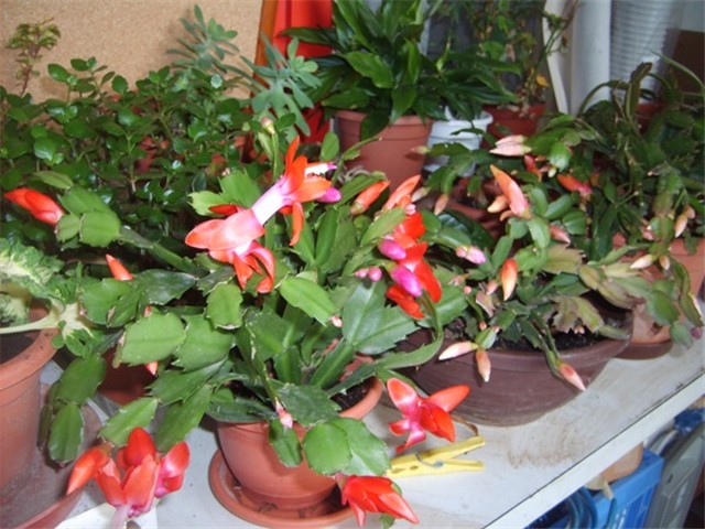 kaktusi