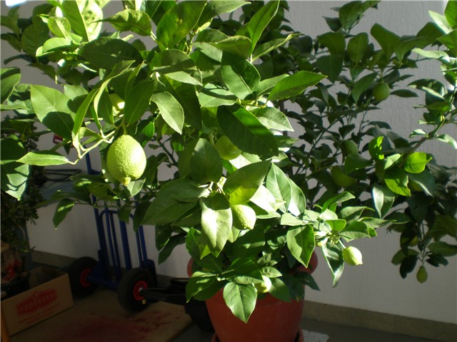 limun