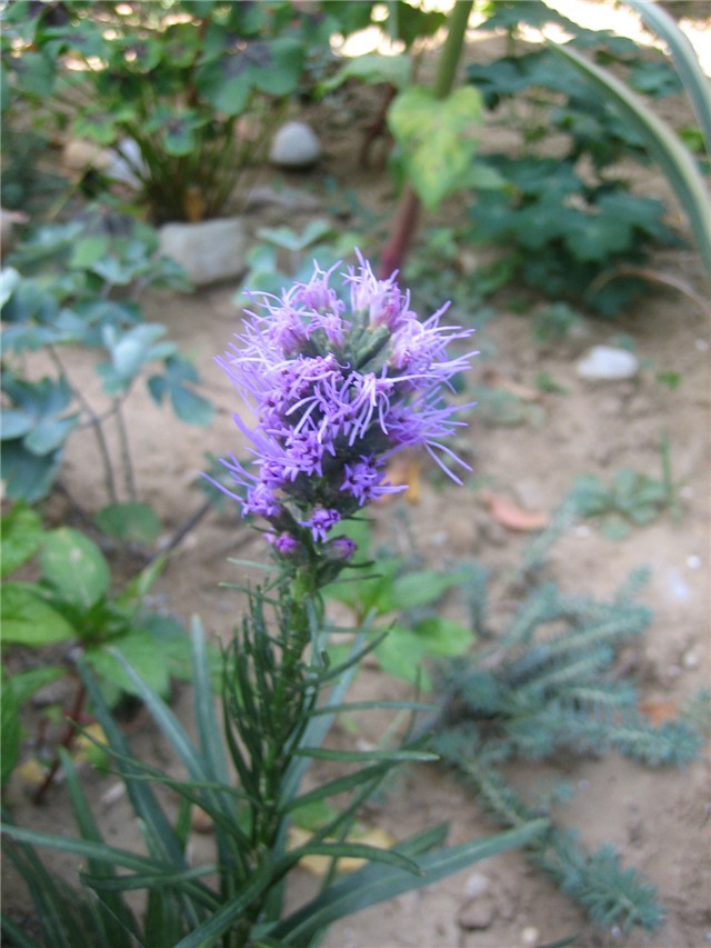 liatris