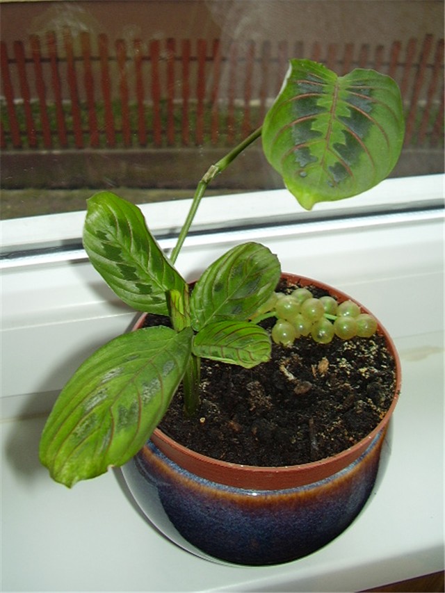 Maranta