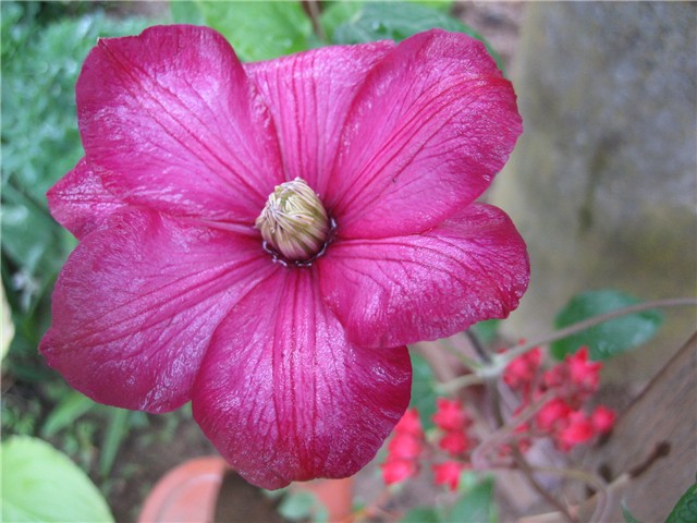 cvijet clematisa