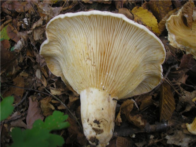 gljiva 198