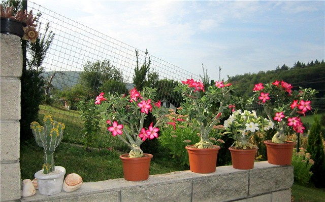 Adenium obesum 