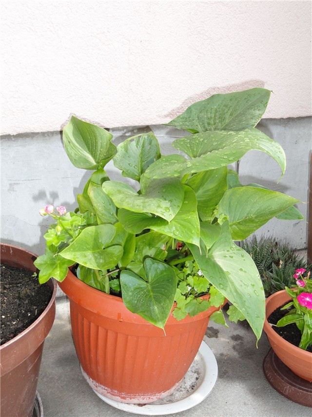 cvijet