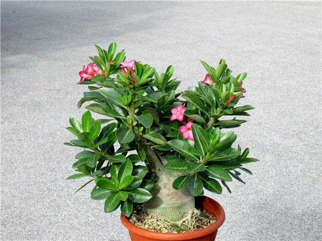 Adenium arabicum