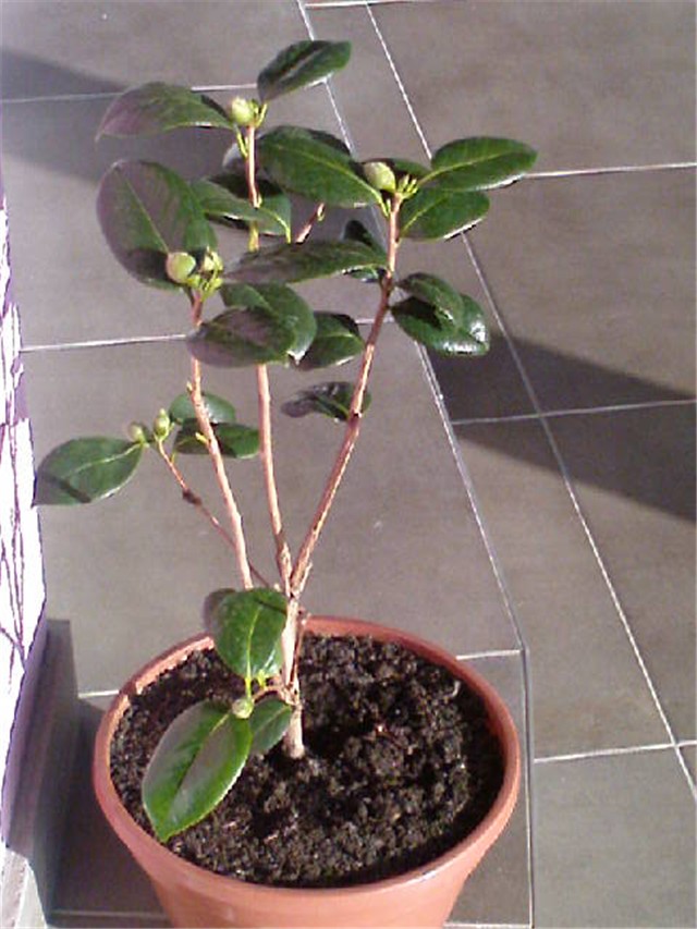 Camellia japonica 'Berenice Body' , pupovi