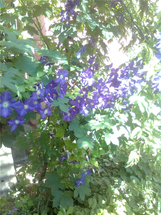 klematis2