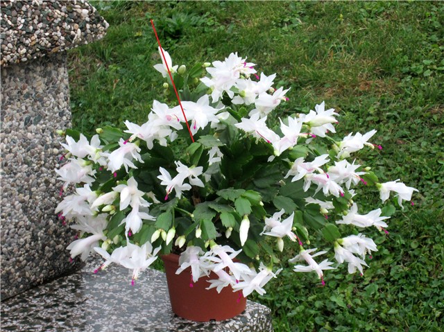 Schlumbergera