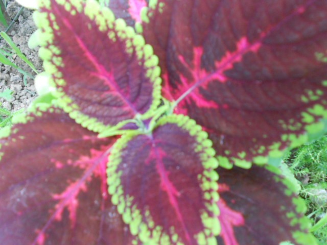 coleus