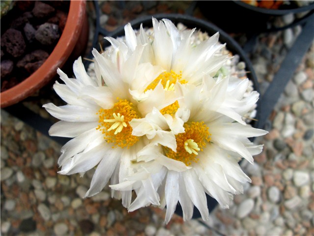 Thelocactus hexaedrophorus  