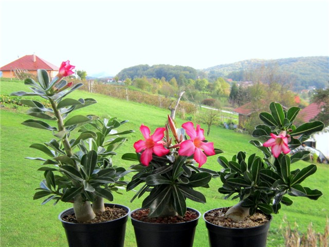 Adenium obesum - sijanci 2012