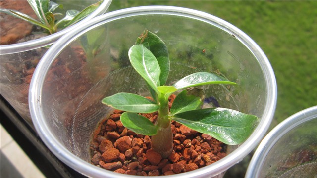 Adenium obesum-klijanci