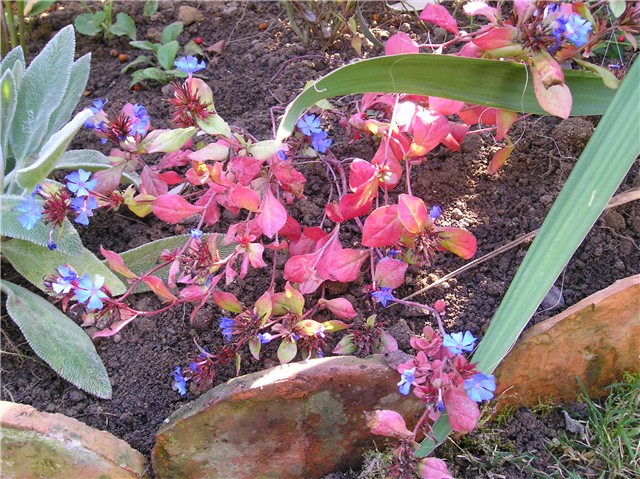 Ceratostigma plumbaginoides