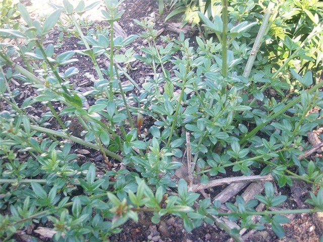 zimski jasmin