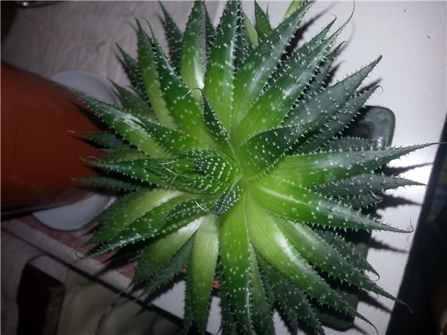 Aloavera