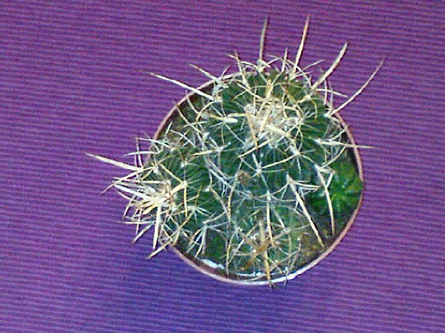 Kaktusi (Euphorbia obesa i Stenocactus)