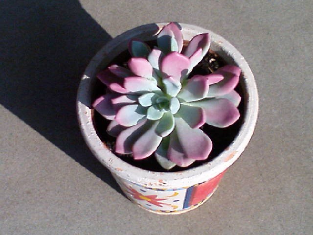 Echeveria rainbow