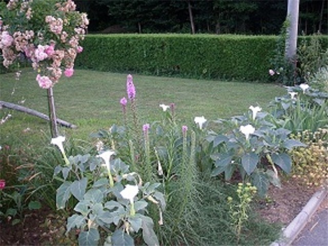 datura