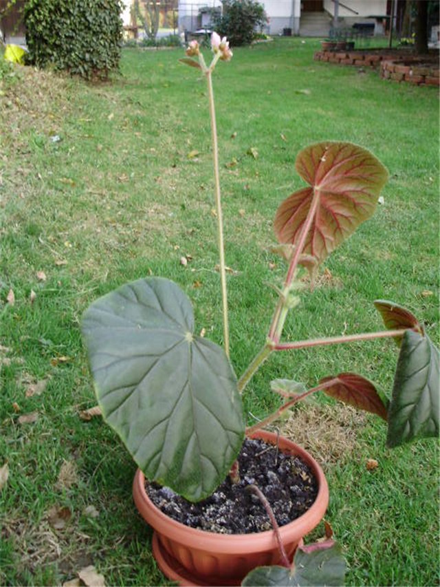 begonia rex