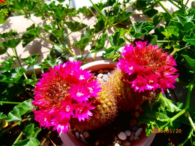 cactus