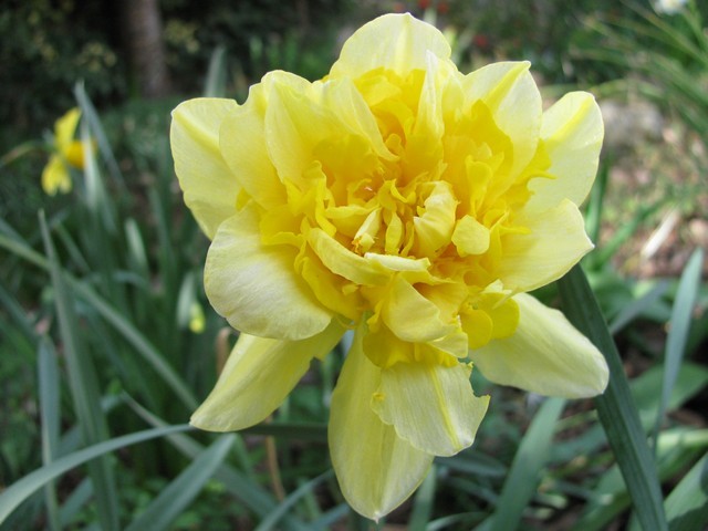 Narcissus 