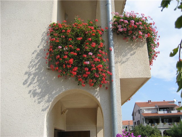 pelargonija