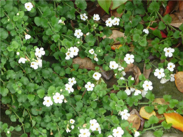 bacopa