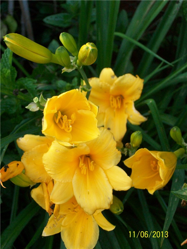 graničica - Hemerocallis