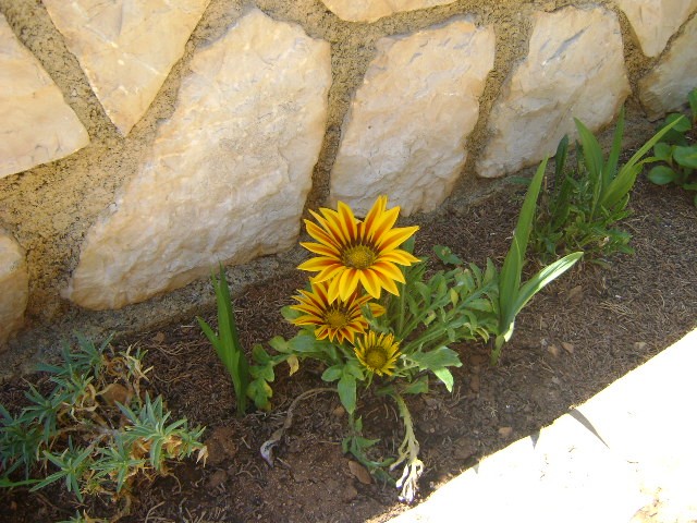 gazanija