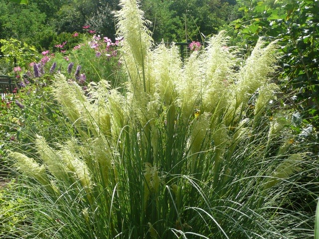 pampas