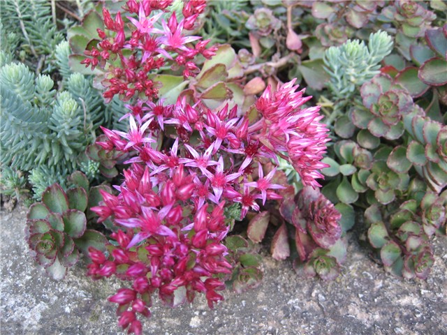 sedum