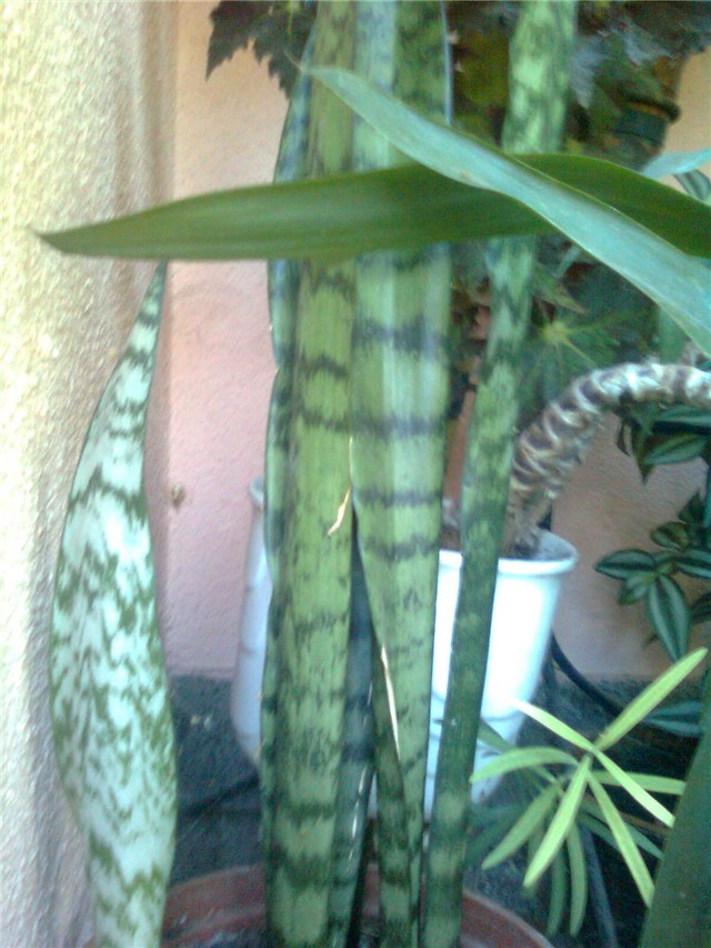 sansenveria