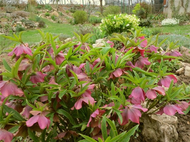 kukurijek helleborus