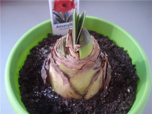 amarilis1