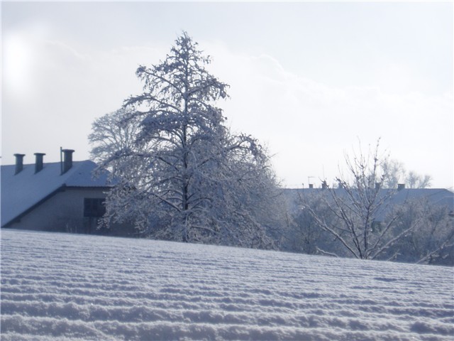 vrbovec