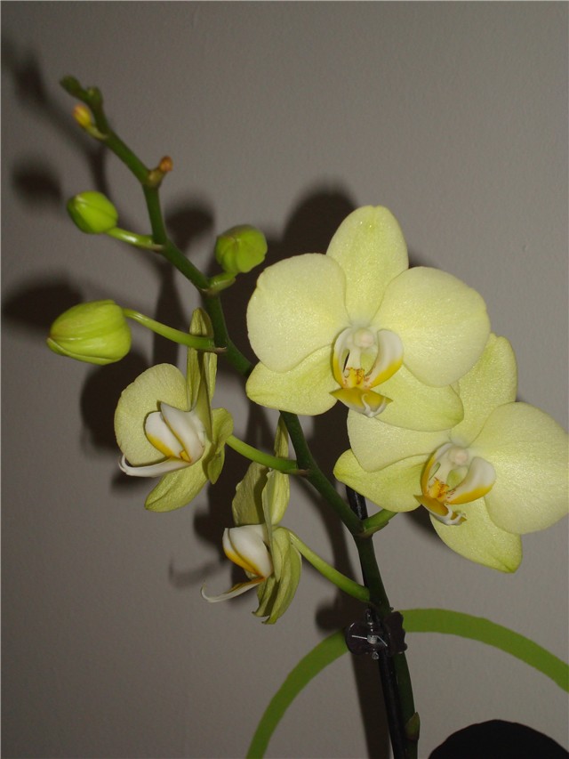Phalaeonopsis zeleni