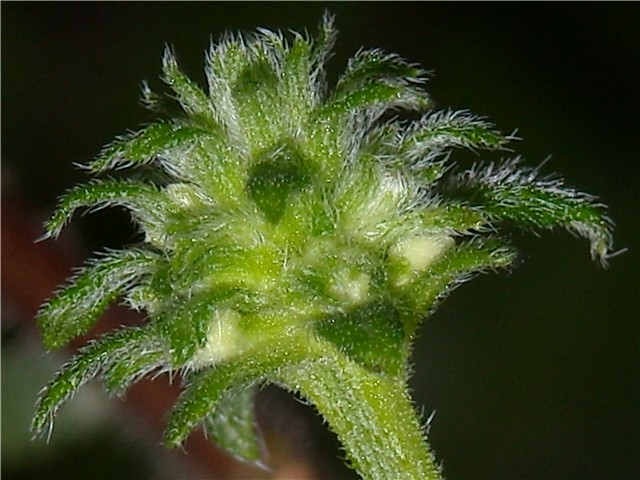 pupoljak